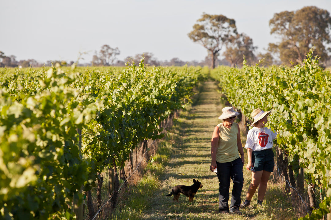 Box Grove Vineyard – Vino Vescence